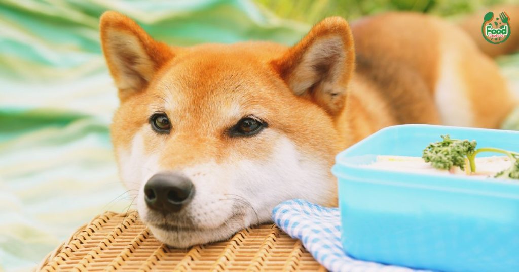 Open Farm Dog Food
