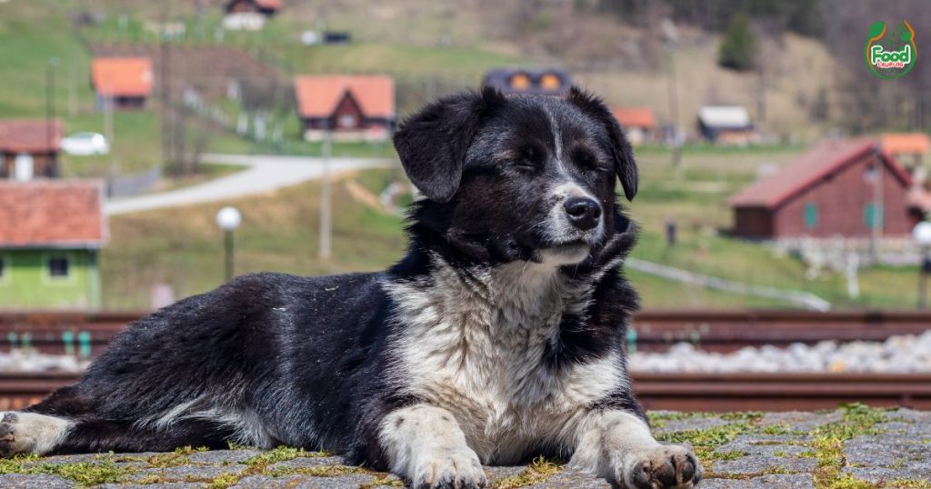 Open Farm Dog Food