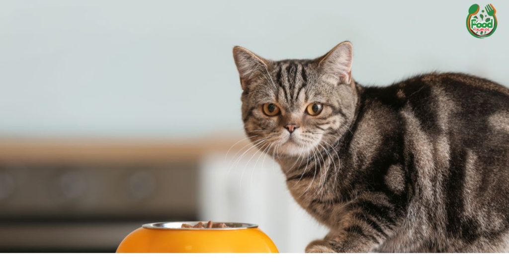 best cat food brands