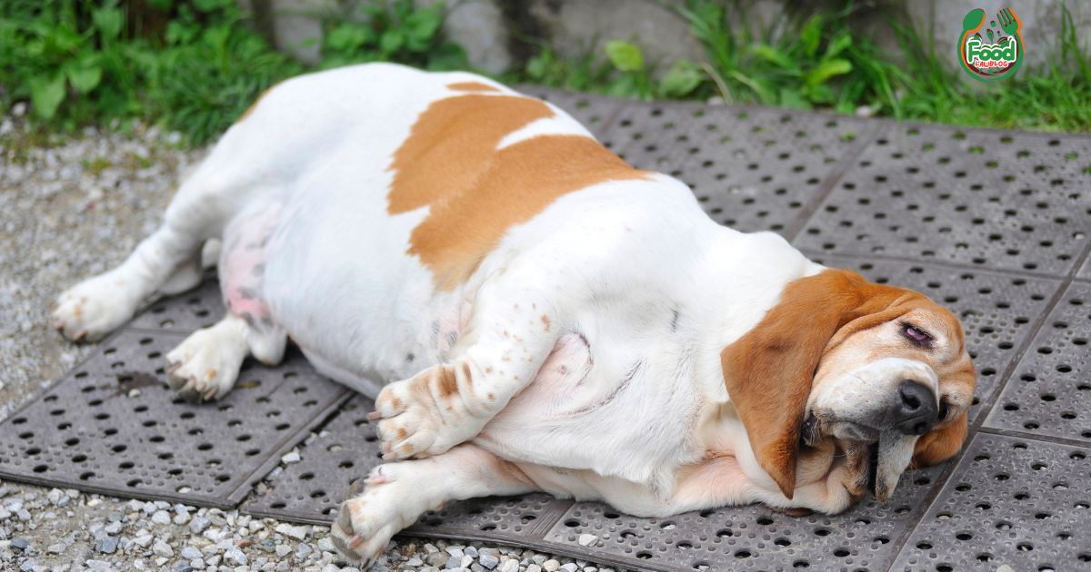 low fat dog food