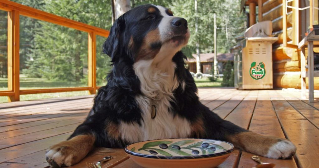 low fat dog food