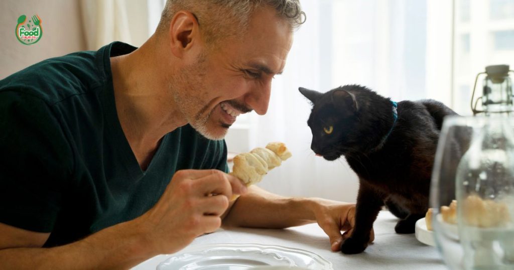 %Focus keyword% cat food near me