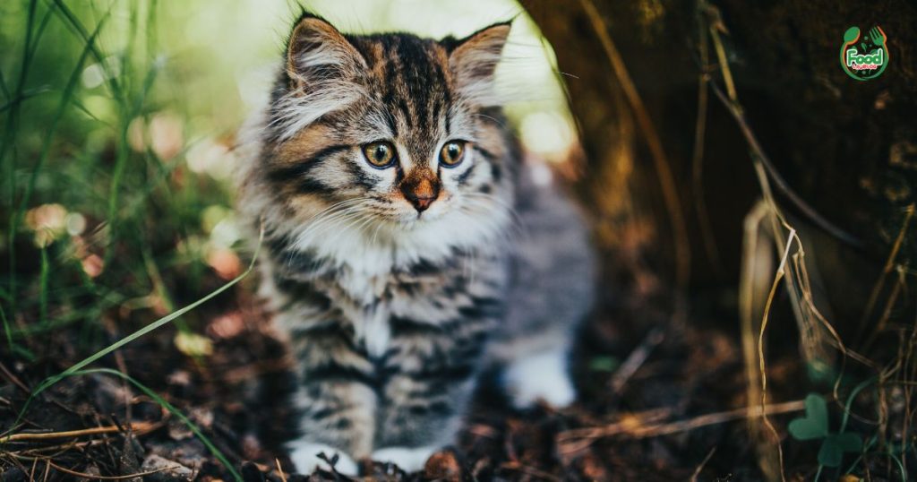 %Focus keyword% cat food near me