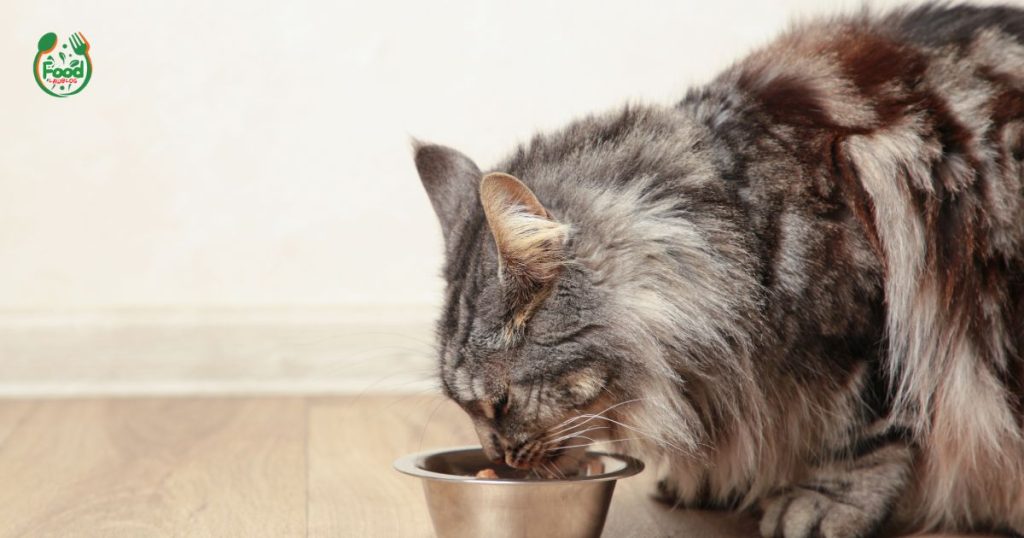 %Focus keyword% healthiest wet cat food